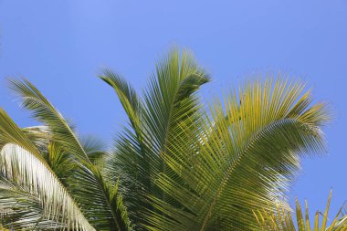  Sabahları palmiye ağacı