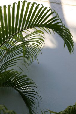 Sabahları tropikal yerlerde palmiye yaprakları.