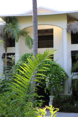 Sabahları tropikal yerlerde palmiye yaprakları.