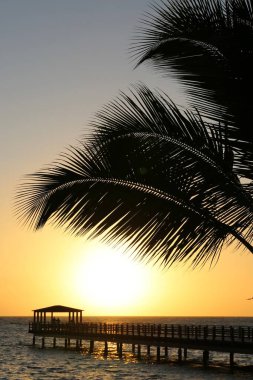 Sabahları tropikal yerlerde palmiye yaprakları.