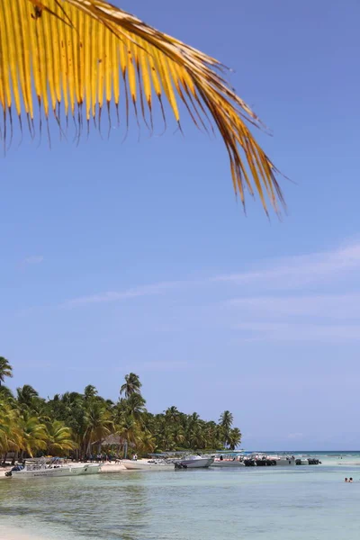 青い水とヤシの木のあるカリブ海のビーチは空の背景に葉 — ストック写真