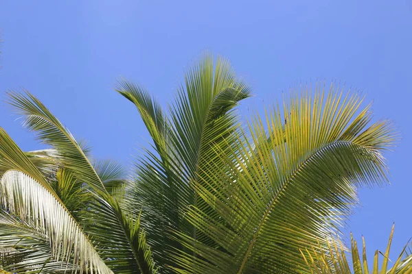 Palm Trees Leaves Sky Background — Stock Photo, Image