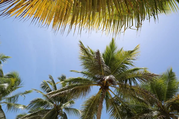  Sabahları palmiye ağacı