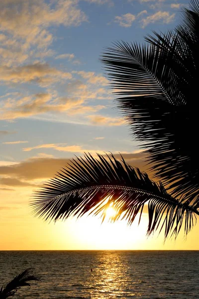 Palm Trees Leaves Tropical Morning — Stock Photo, Image