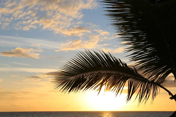 Sabahları tropikal yerlerde palmiye yaprakları.