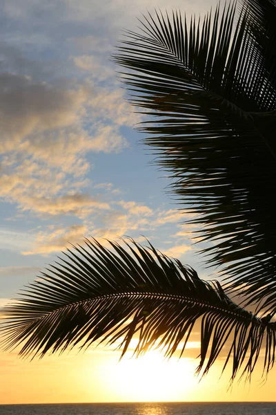 Пальмы Листья Тропических Утром — стоковое фото