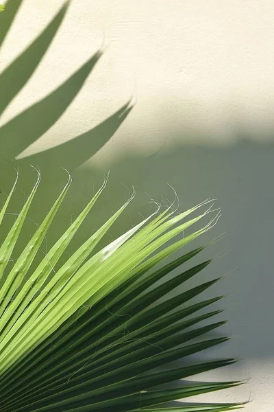 Palm Trees Leaves Tropical Morning — Stock Photo, Image