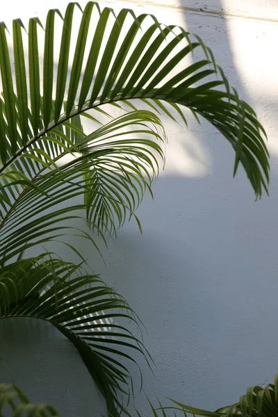 Sabahları tropikal yerlerde palmiye yaprakları.