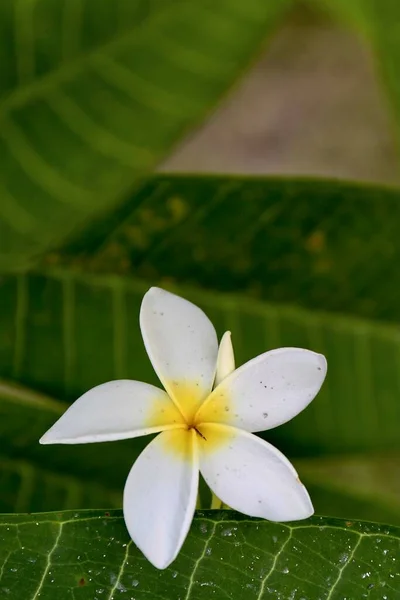 Frangipani Flumeria Λουλούδι Στον Τροπικό Κήπο — Φωτογραφία Αρχείου