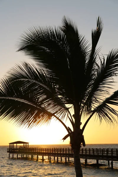 Palm Trees Leaves Tropical Morning — Stock Photo, Image