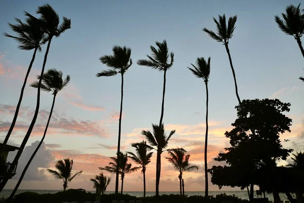Пальмы Бассейна Утром Рассвете — стоковое фото