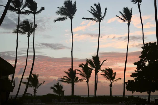 Пальмы Бассейна Утром Рассвете — стоковое фото