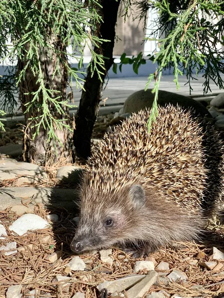 Sündisznó Kövön Nyár Napján — Stock Fotó