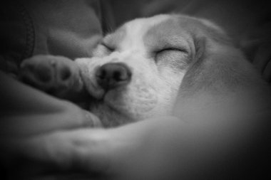köpek yavrusu uyur sıkışmış