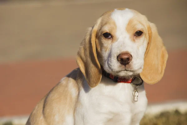 Beagle puppy portrait — Stock Photo, Image