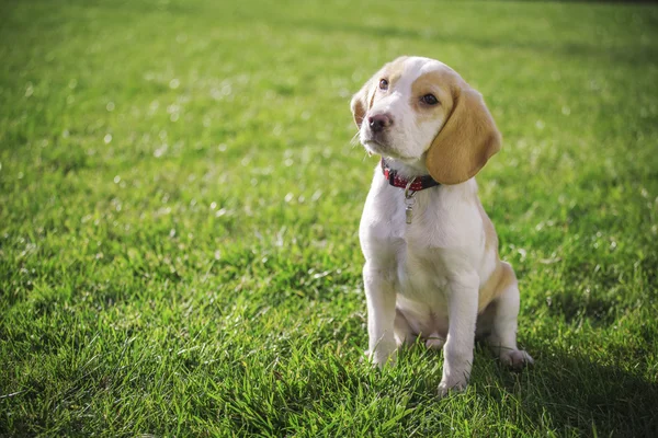 Beagle puppy portrait — Stock Photo, Image