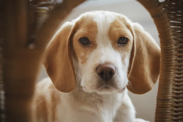 Beagle puppy portrait — Stock Photo, Image