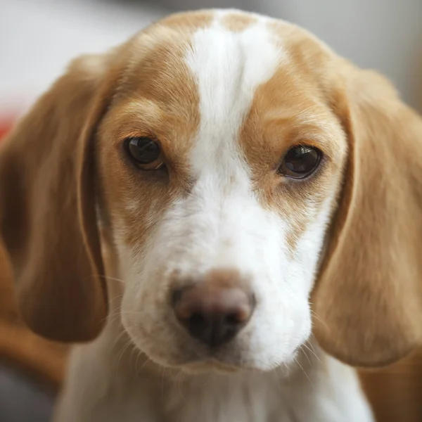 Beagle puppy portrait — Stock Photo, Image
