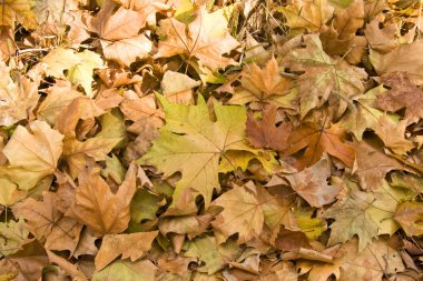 Sonbahar Yaprakları