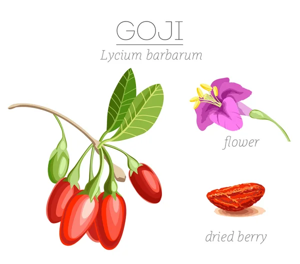 Superalimento bayas de Goji — Vector de stock