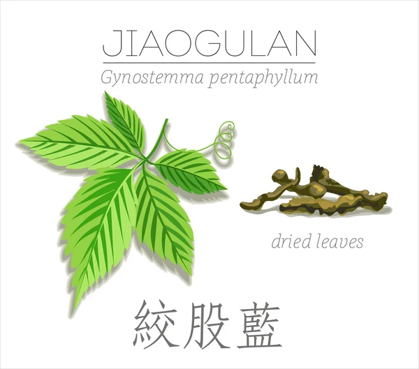 Jiaogulan입니다. Gynostemma pentaphyllum. — 스톡 벡터