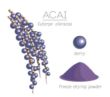 Acai berry superfood