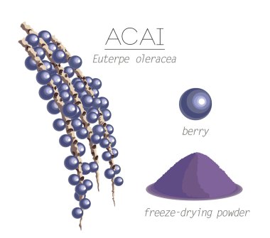 Acai berry superfood clipart