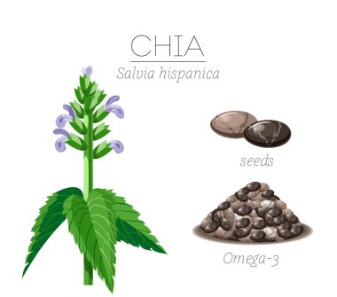 Superfood chia tohum