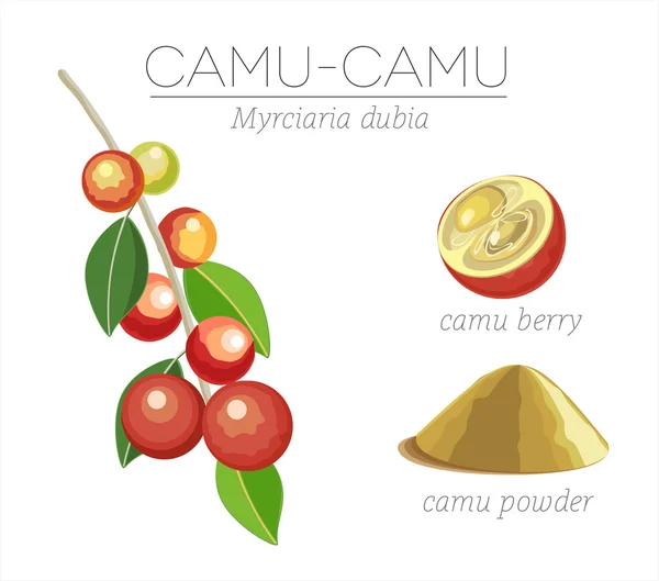 Camu Berry superfood — Image vectorielle