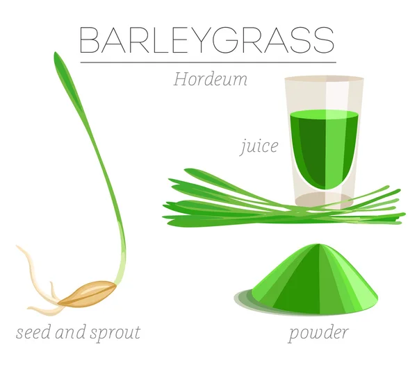 Conjunto de superalimentos Barleygrass — Vector de stock