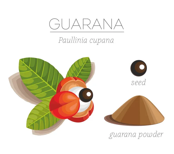 Ekologisk superfood guarana. Paullinia cupana — Stock vektor