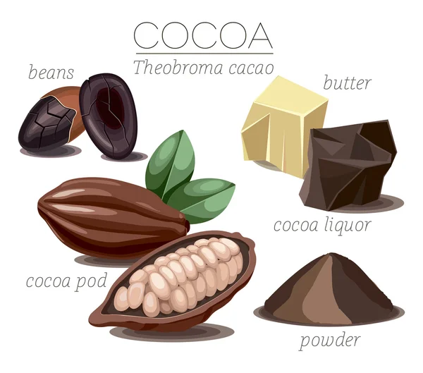 Superfood cocoa beans — Stock Vector