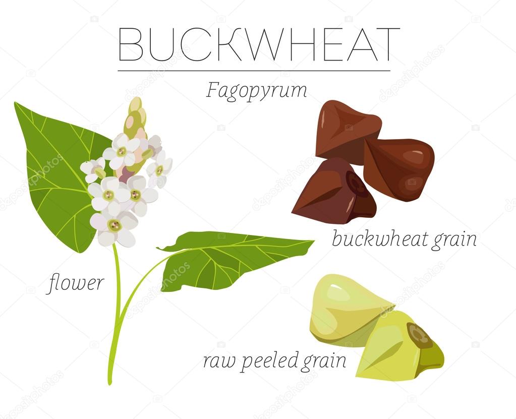 Superfood raw green buckwheat