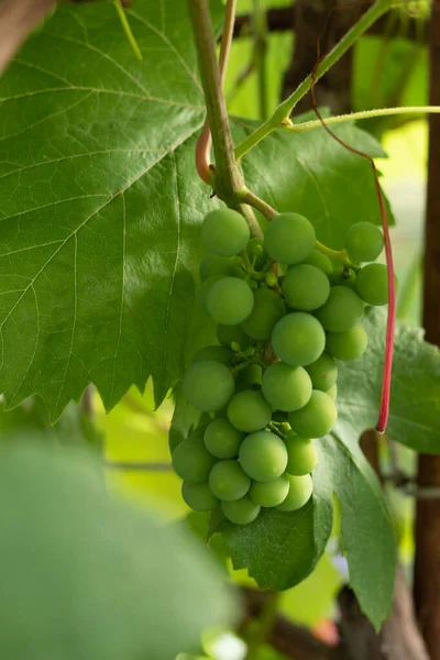 Białe Zielone Winogrona Winnicy Rozmytym Tle — Zdjęcie stockowe