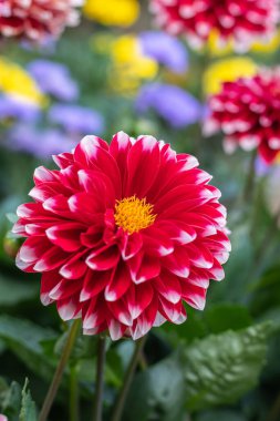 Bahçedeki kırmızı yıldız çiçeği. Kırmızı çiçekler. Red Dahlia 'nın güzel bir resmi. Güzel yıldız çiçeği duvar kâğıdı.