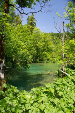 Hırvatistan 'da Plitvice Lakes Ulusal Parkı