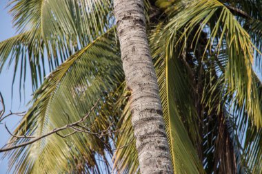 Papağan çift ağaç gövde, Sri Lanka