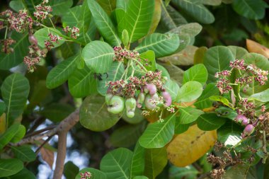 Taze kaju fıstığı ağacı üzerinde