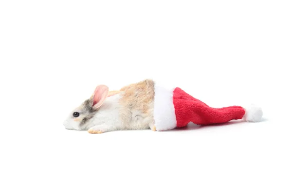 Очаровательный Пушистый Кролик Крутой Шляпе Санты Белом Фоне Милое Животное — стоковое фото