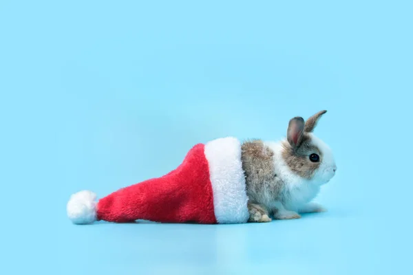 Adorável Coelho Fofo Com Chapéu Papai Noel Rad Fundo Azul — Fotografia de Stock