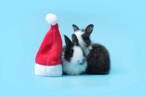 Adorable fluffy rabbit with rad Santa hat on blue background, cute bunny pet animal and Christmas celebration concept.