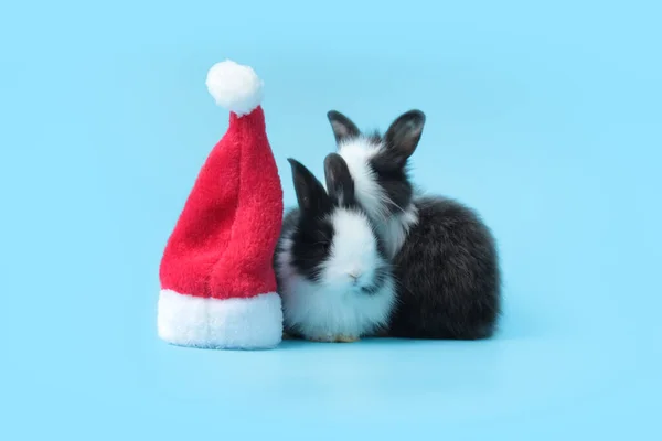 Adorável Coelho Fofo Com Chapéu Papai Noel Rad Fundo Azul — Fotografia de Stock