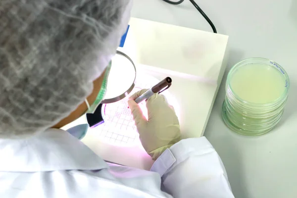 Cultivo Microbiano Biotecnología Concepto Experimento Laboratorio Placa Petri Con Cultivos — Foto de Stock