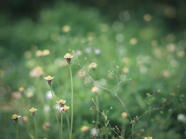 美しいコートボタンやマクシアンデイジーTridaxは 自然界で花を咲かせ 夏のフィールドで白い野生の雑草の花を咲かせ 生態自然景観 — ストック写真