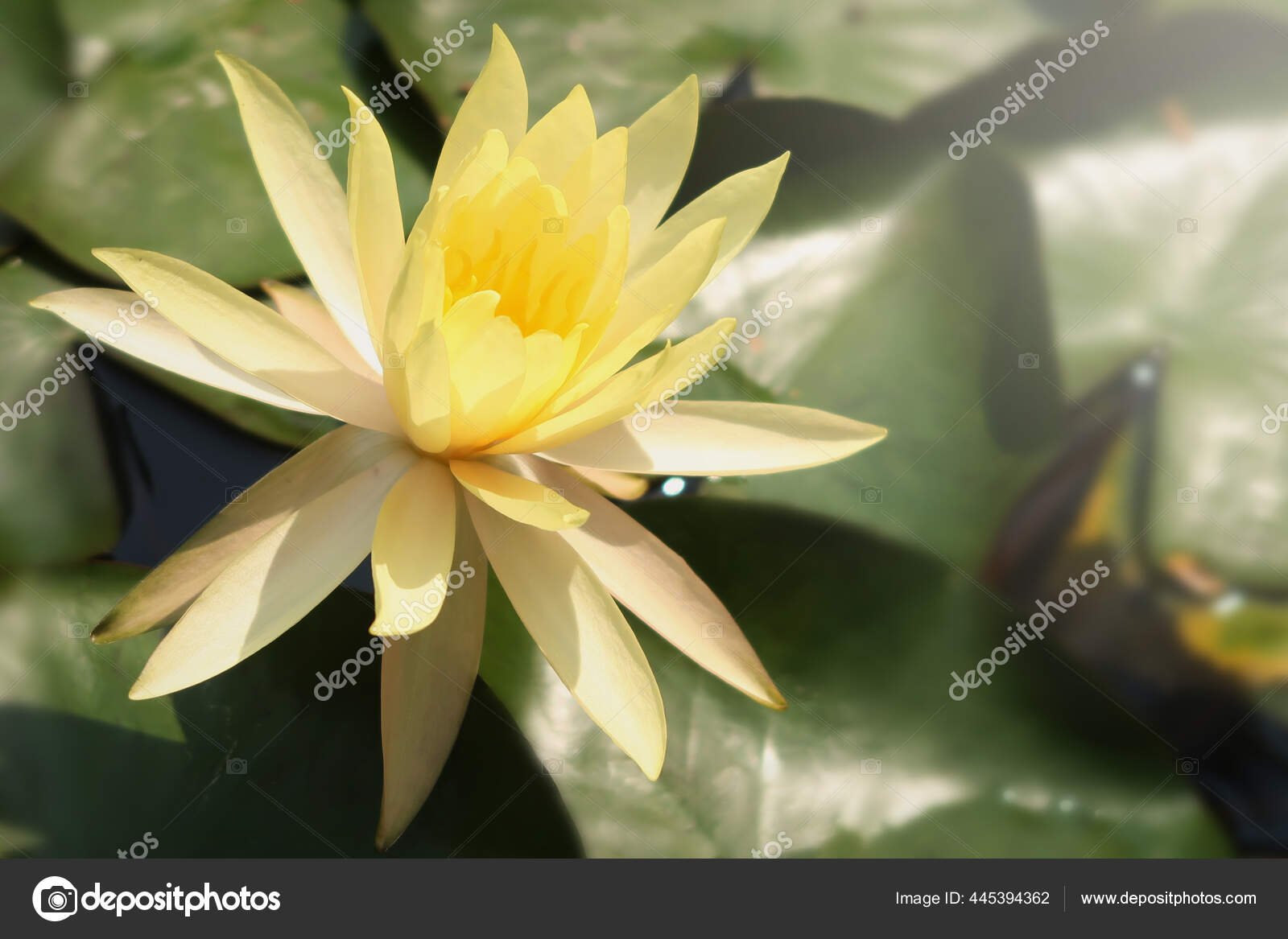 Hermosa Flor Loto Lirio Agua Amarilla Floreciendo Superficie Del Agua: fotografía de stock © pratoomrat #445394362 | Depositphotos Hermosa Flor Loto Lirio Agua Amarilla Floreciendo Superficie Del Agua: fotografía de stock © pratoomrat #445394362 | Depositphotos