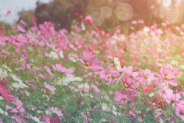 Pembe kozmos çiçeği açan kozmos çiçek tarlası, güzel canlı doğal yaz bahçesi açık hava parkı görüntüsü..