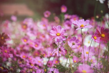 Pembe kozmos çiçeği açan kozmos çiçek tarlası, güzel canlı doğal yaz bahçesi açık hava parkı görüntüsü..