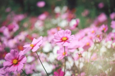 Pembe kozmos çiçeği açan kozmos çiçek tarlası, güzel canlı doğal yaz bahçesi açık hava parkı görüntüsü..