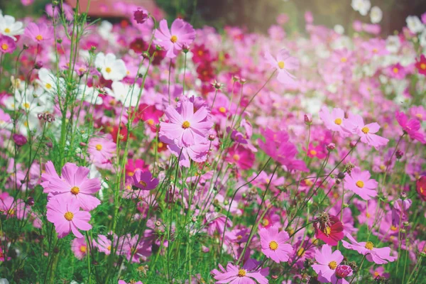 Pink Cosmos Flower Blooming Cosmos Flower Field Beautiful Vivid Natural — Stock Photo, Image