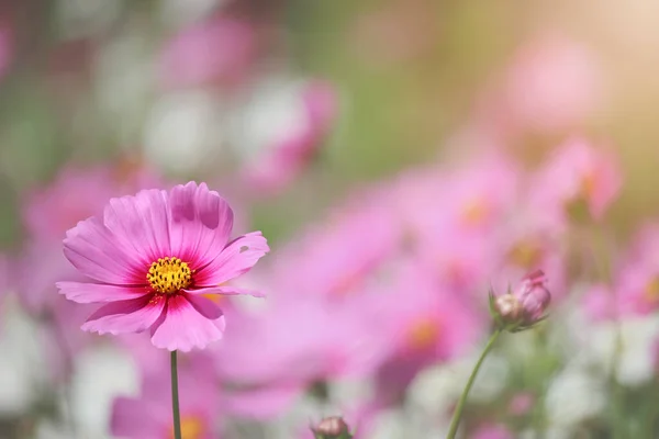 Roze Kosmos Bloem Bloeiende Kosmos Bloemenveld Mooie Levendige Natuurlijke Zomer — Stockfoto